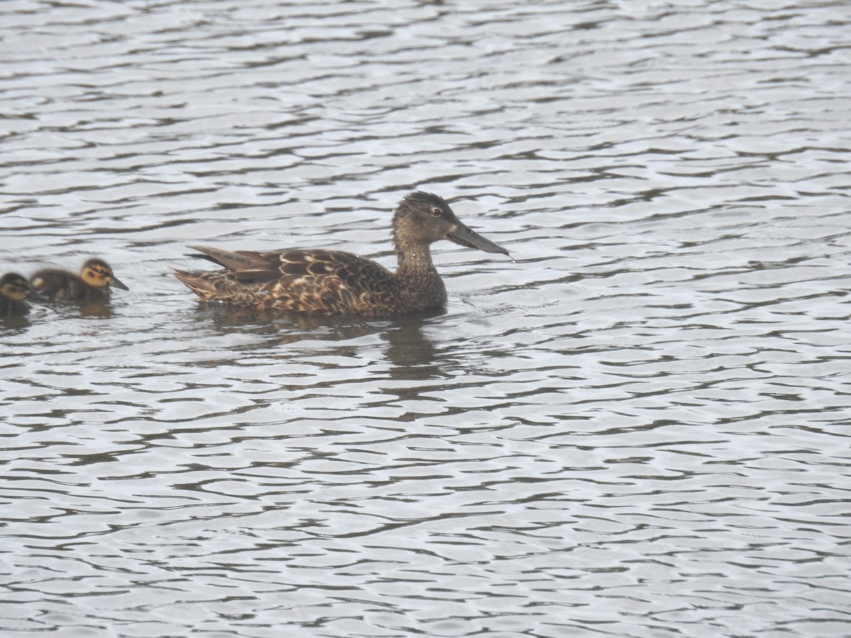 lžičák australský - ML125479621