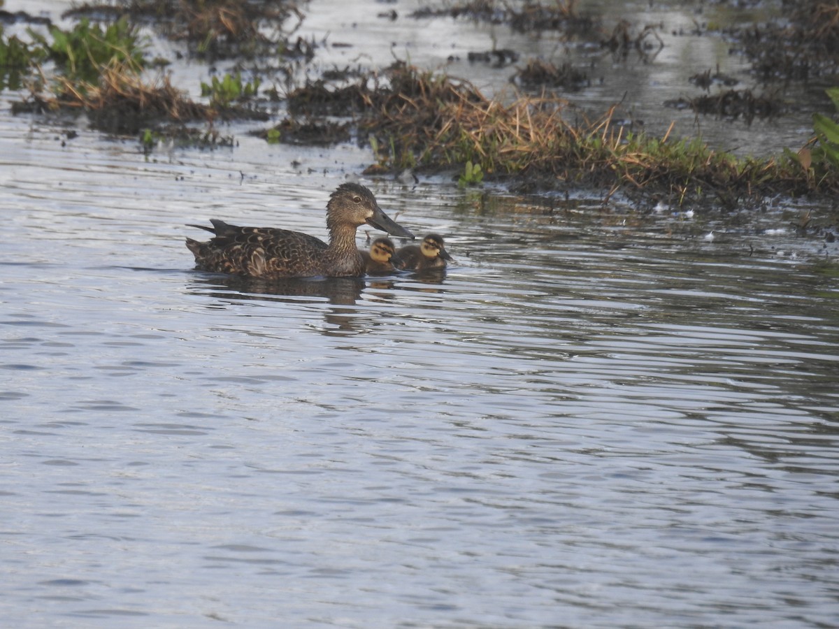 lžičák australský - ML125479751