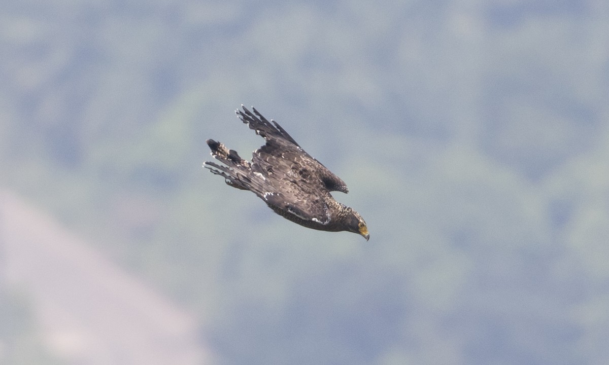 Crested Serpent-Eagle - Brian Sullivan