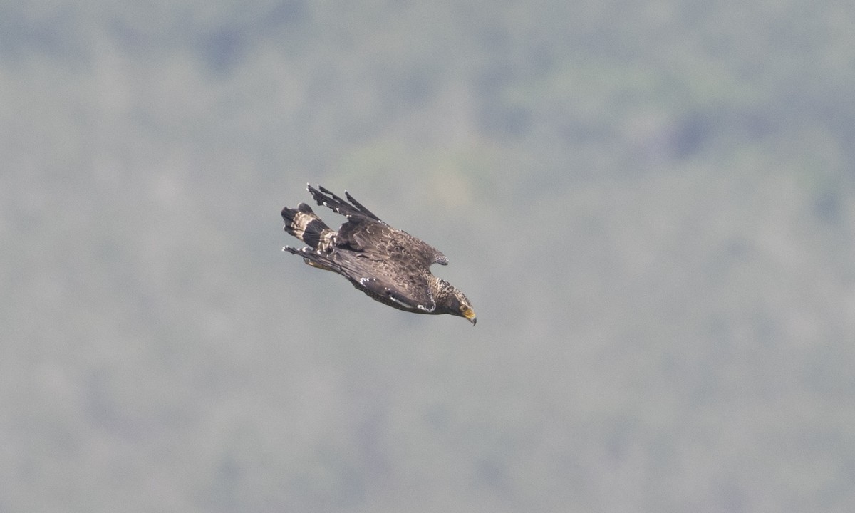 Crested Serpent-Eagle - Brian Sullivan