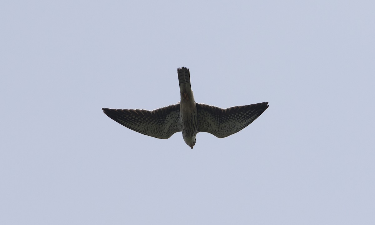 Amur Falcon - Brian Sullivan