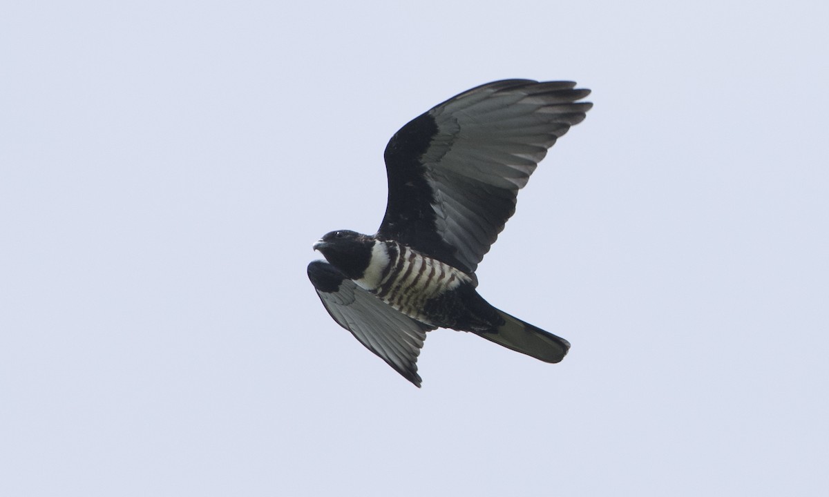 Black Baza - ML125481301