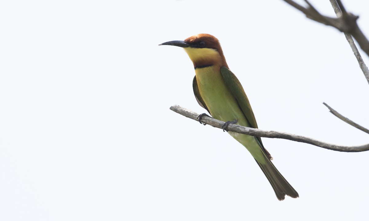 Chestnut-headed Bee-eater - Brian Sullivan