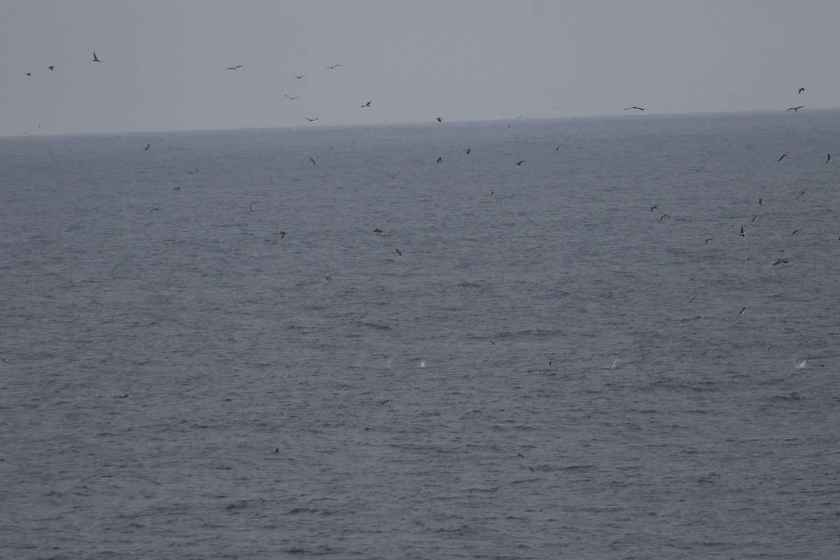 Peruvian Booby - Arnold Skei