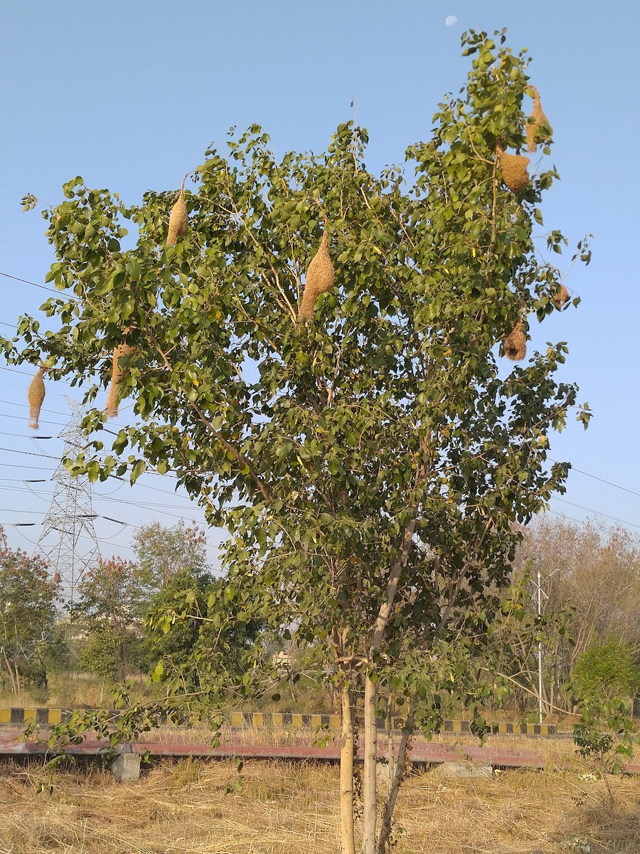 Baya Weaver - ML125482631