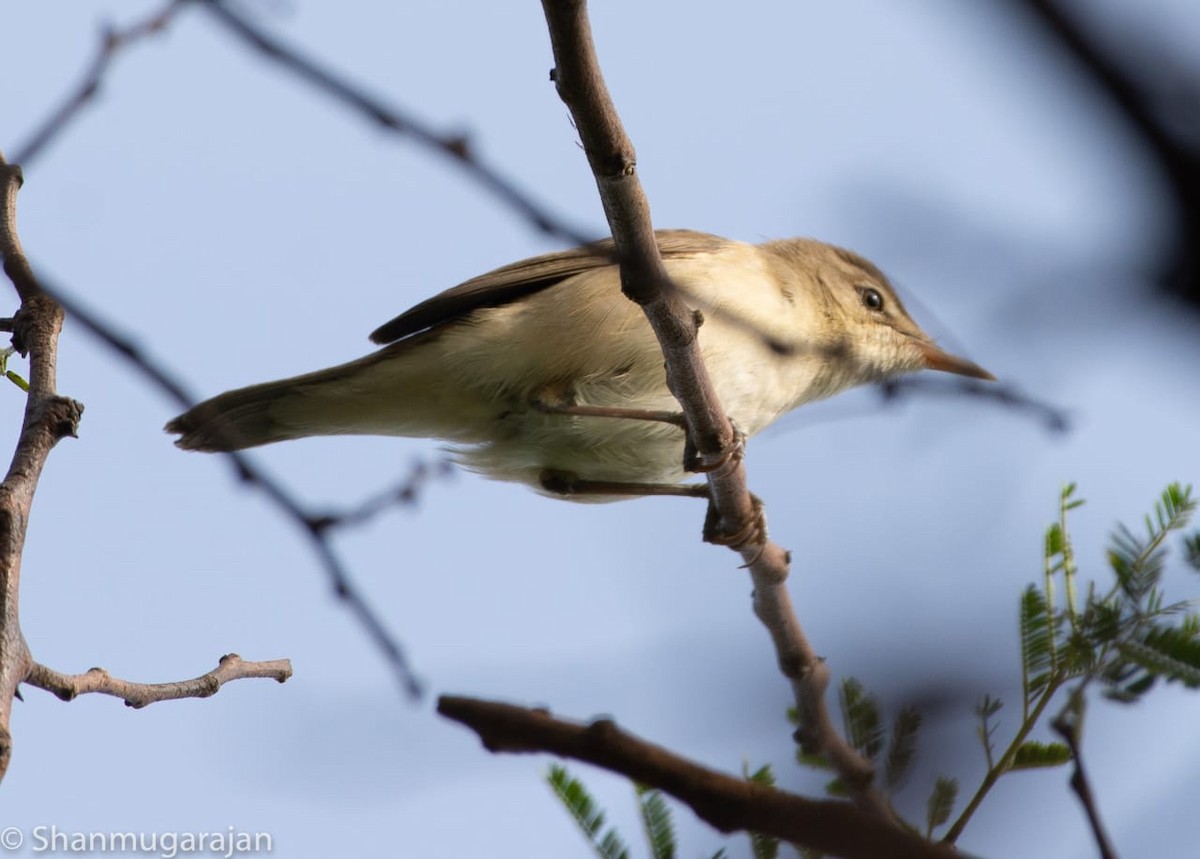 Blyth's Reed Warbler - Anonymous
