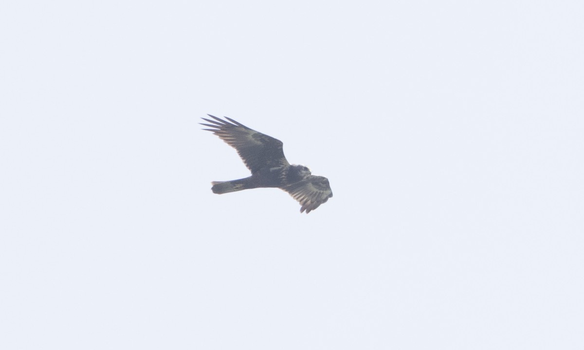 Eastern Marsh Harrier - Brian Sullivan