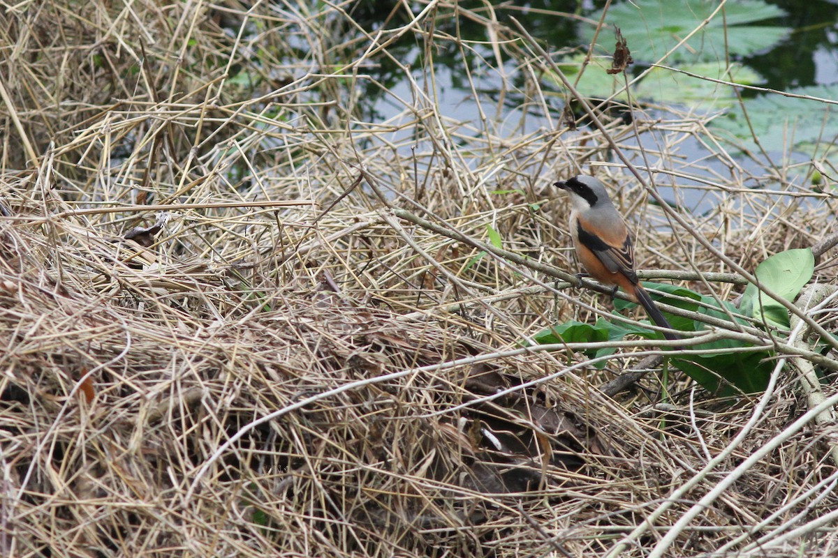 Long-tailed Shrike (schach) - ML125483261