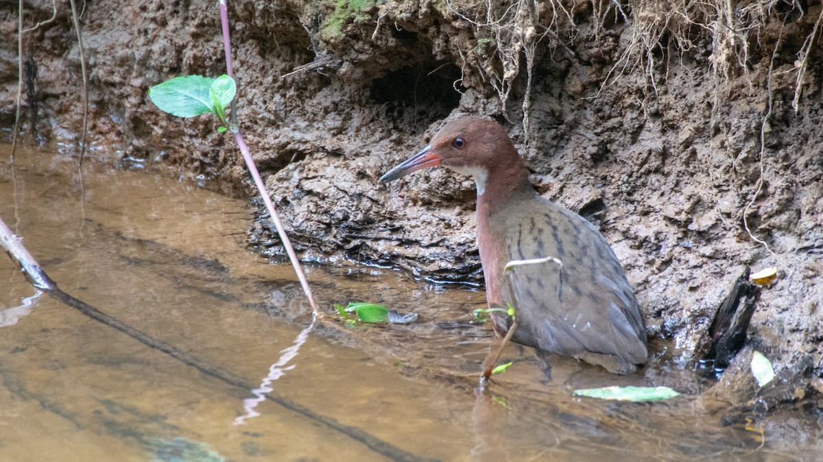 White-throated Rail - ML125484751