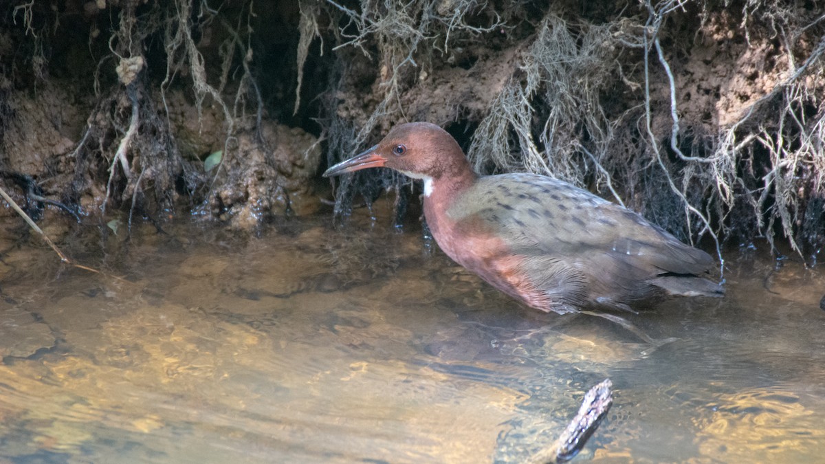 White-throated Rail - Jean-Sébastien Guénette