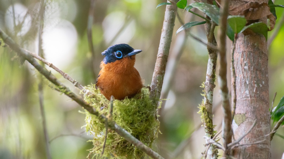 Malagasy Paradise-Flycatcher - ML125484991