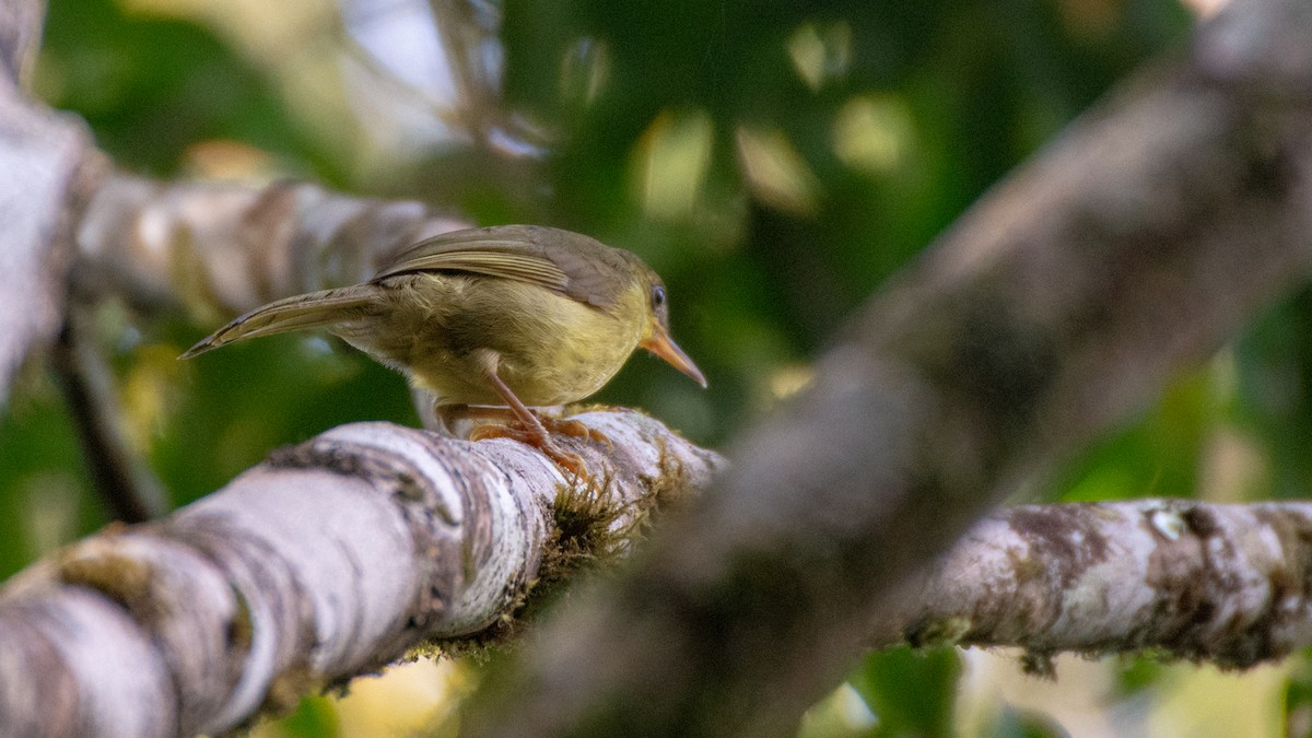 Long-billed Bernieria - ML125485121