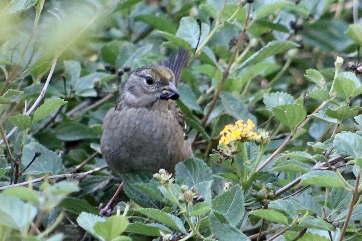 Golden-crowned Sparrow - ML125485951