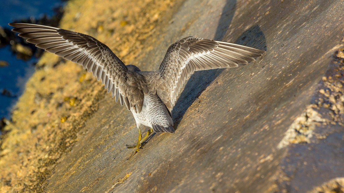 Red Knot - ML125486611