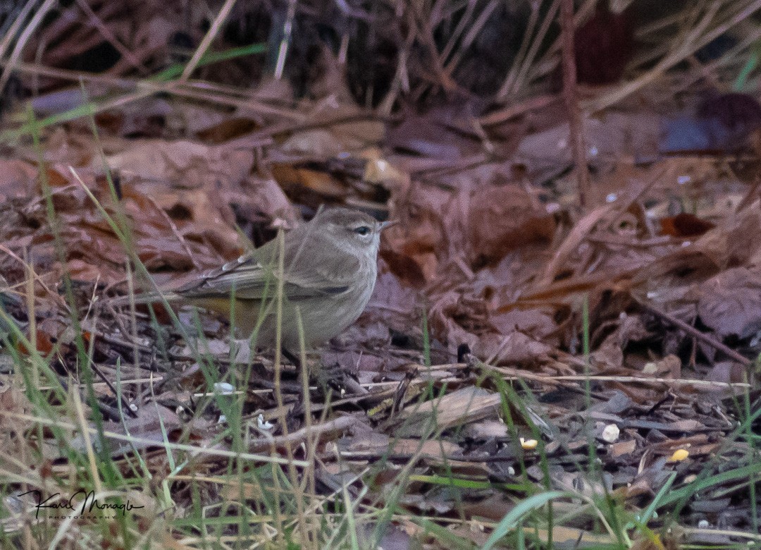 Palm Warbler - ML125487621