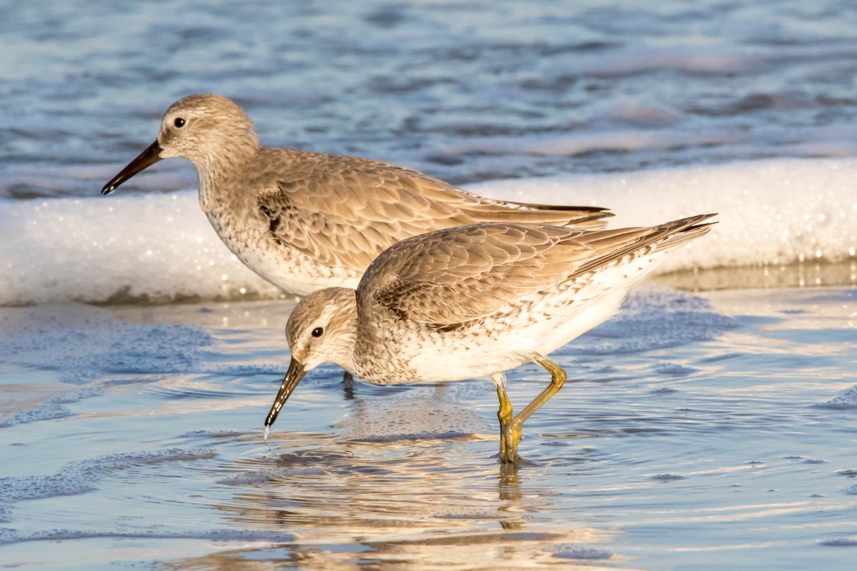 Red Knot - ML125489671