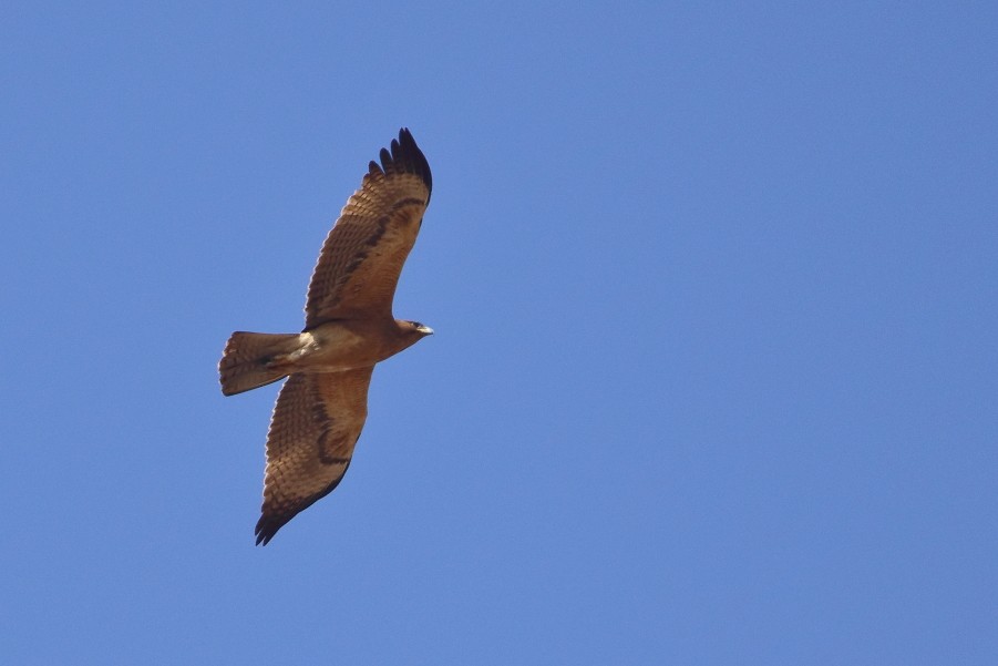 Águila Perdicera - ML125491201