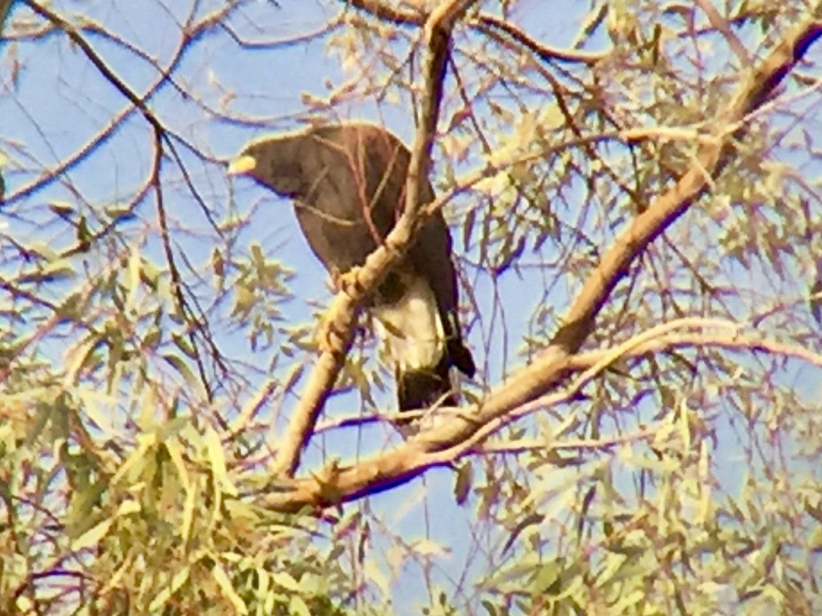 Harris's Hawk - ML125491491