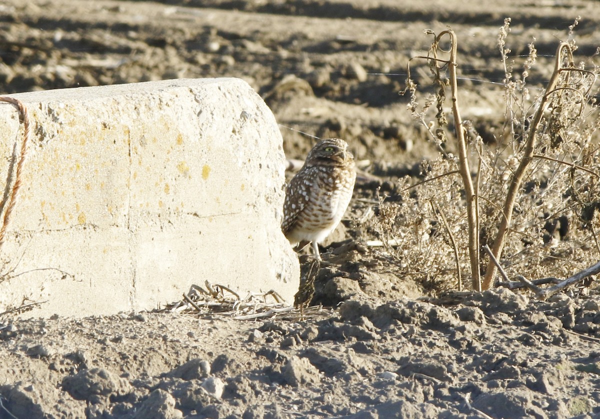 Burrowing Owl - ML125491771