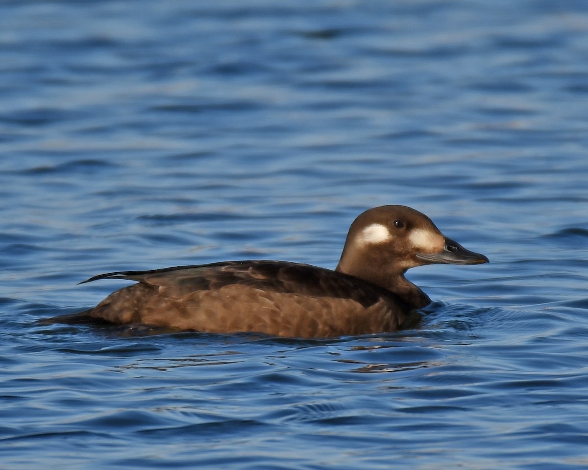 White-winged Scoter - ML125492241