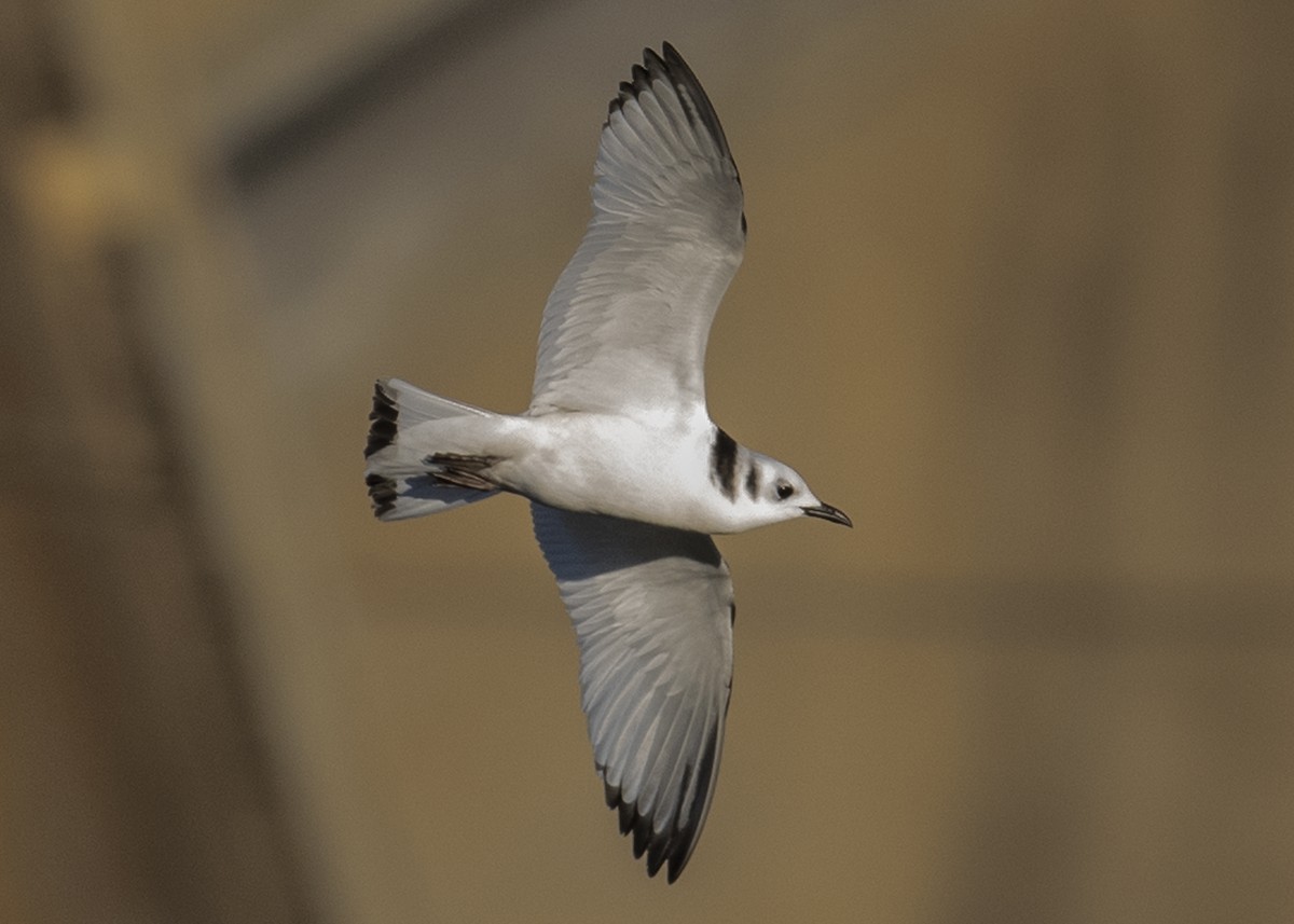 Mouette tridactyle - ML125492781