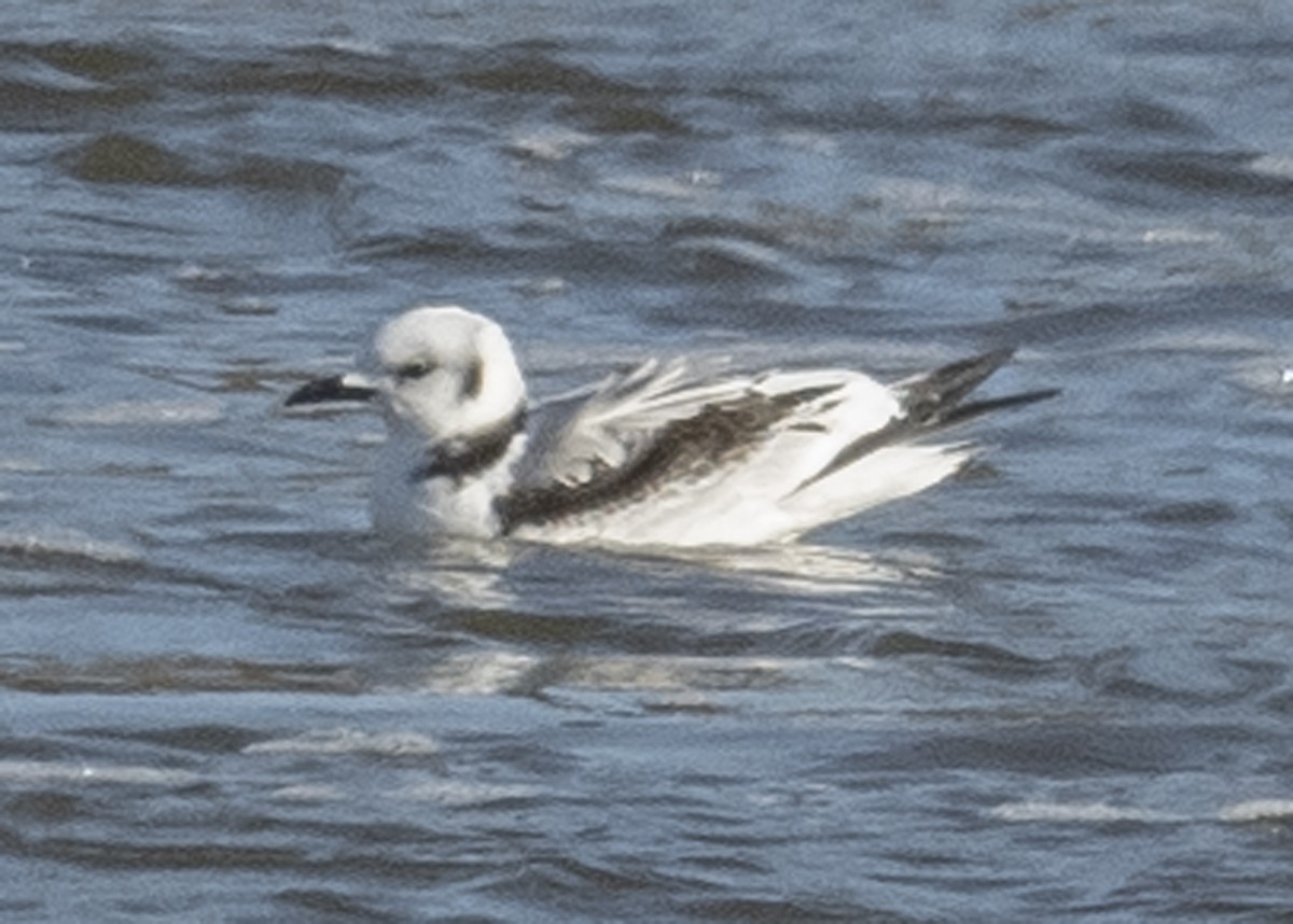 Mouette tridactyle - ML125492921