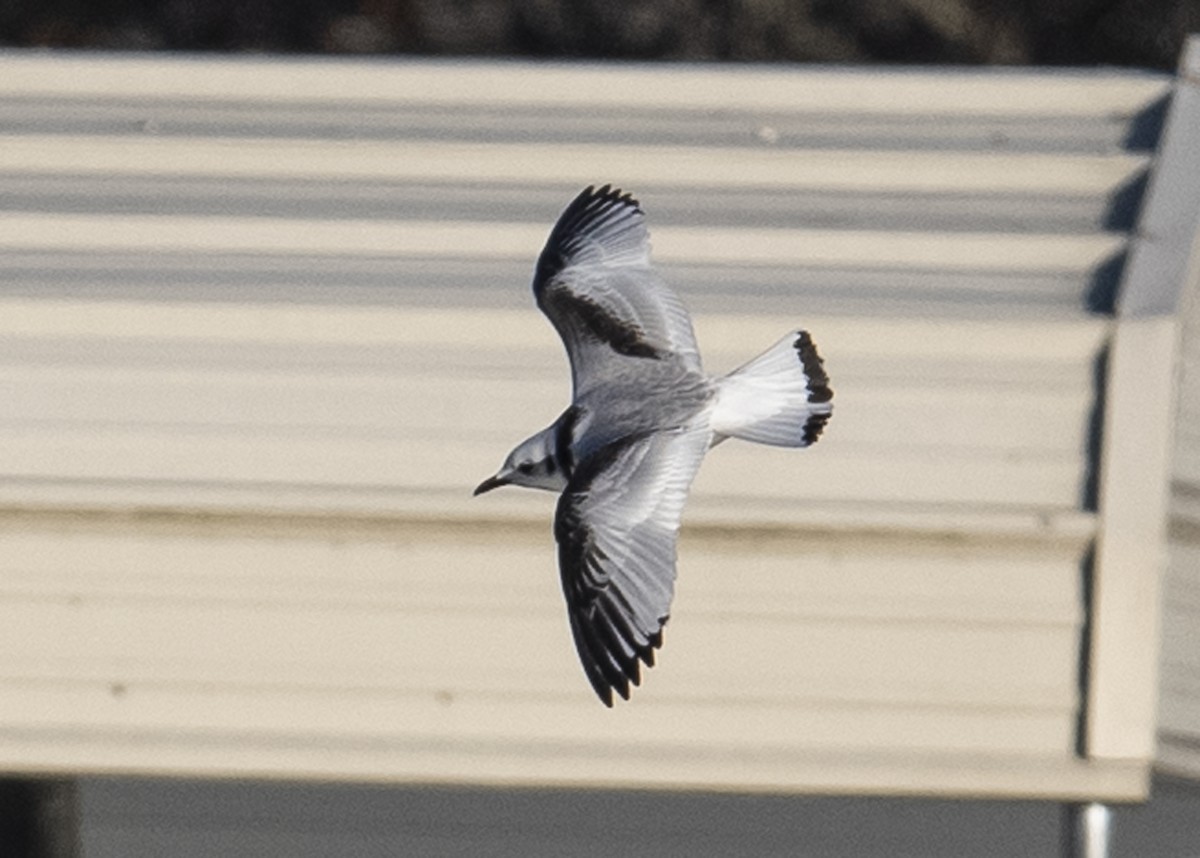 Mouette tridactyle - ML125492941