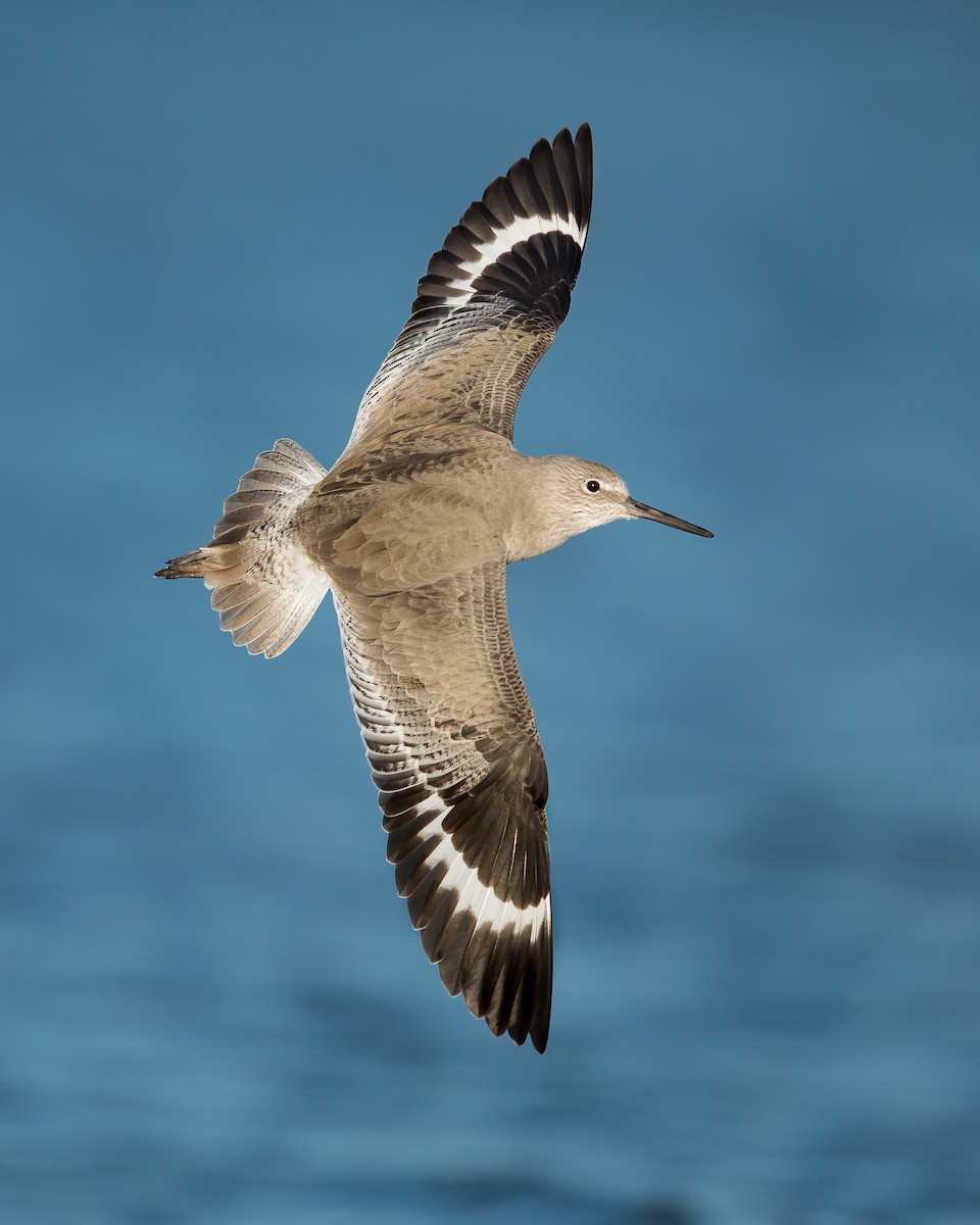 Willet - ML125493151