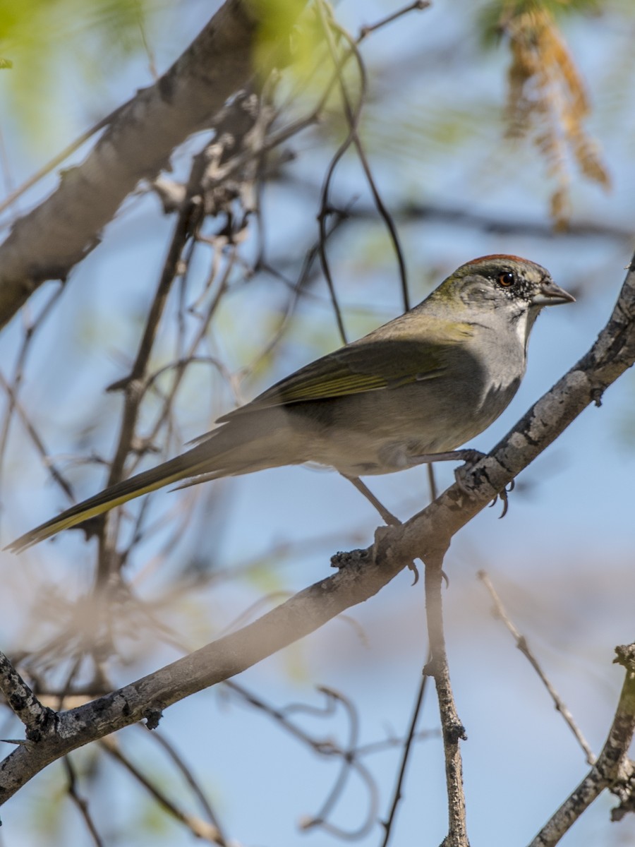 Green-tailed Towhee - ML125495551