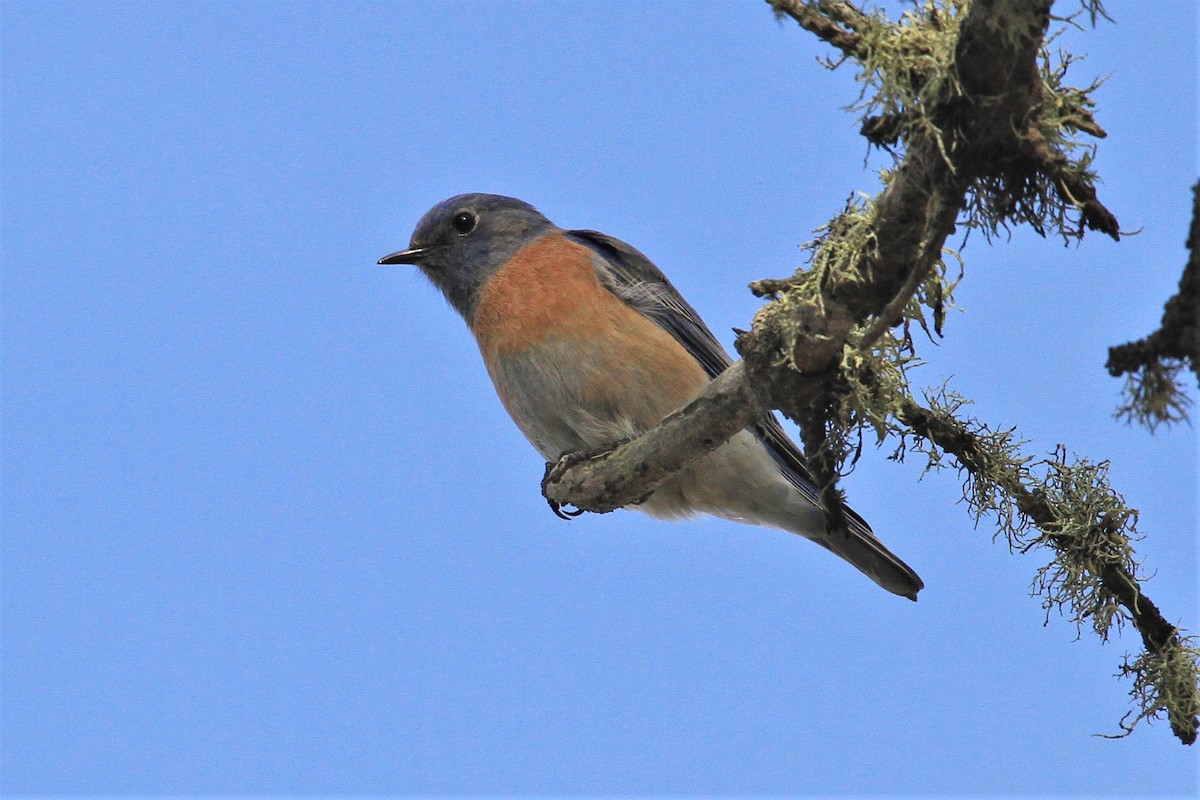 Western Bluebird - ML125497431