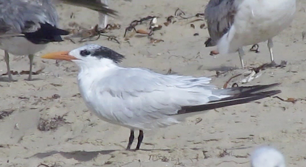 Royal Tern - Petra Clayton