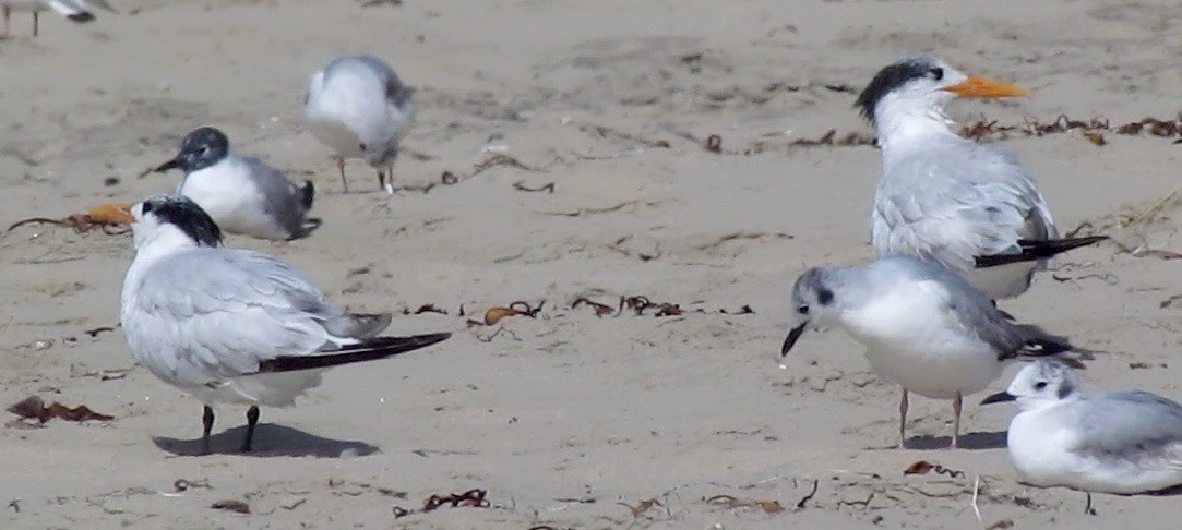 Royal Tern - Petra Clayton