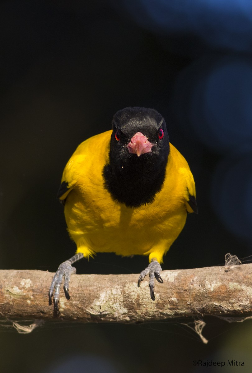 Black-hooded Oriole - ML125501891