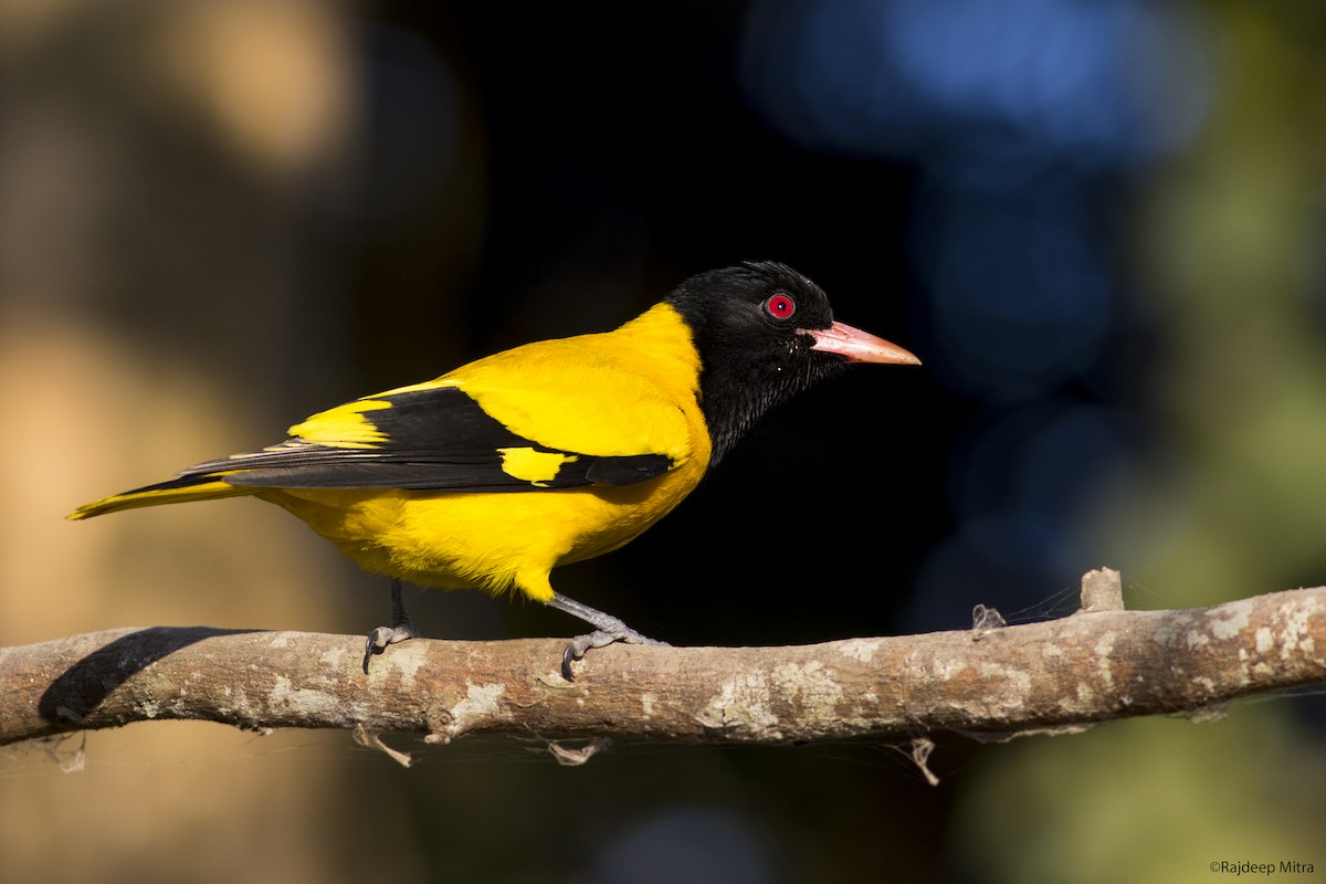 Black-hooded Oriole - ML125502011