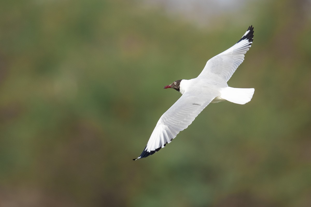 Brown-headed Gull - ML125502861