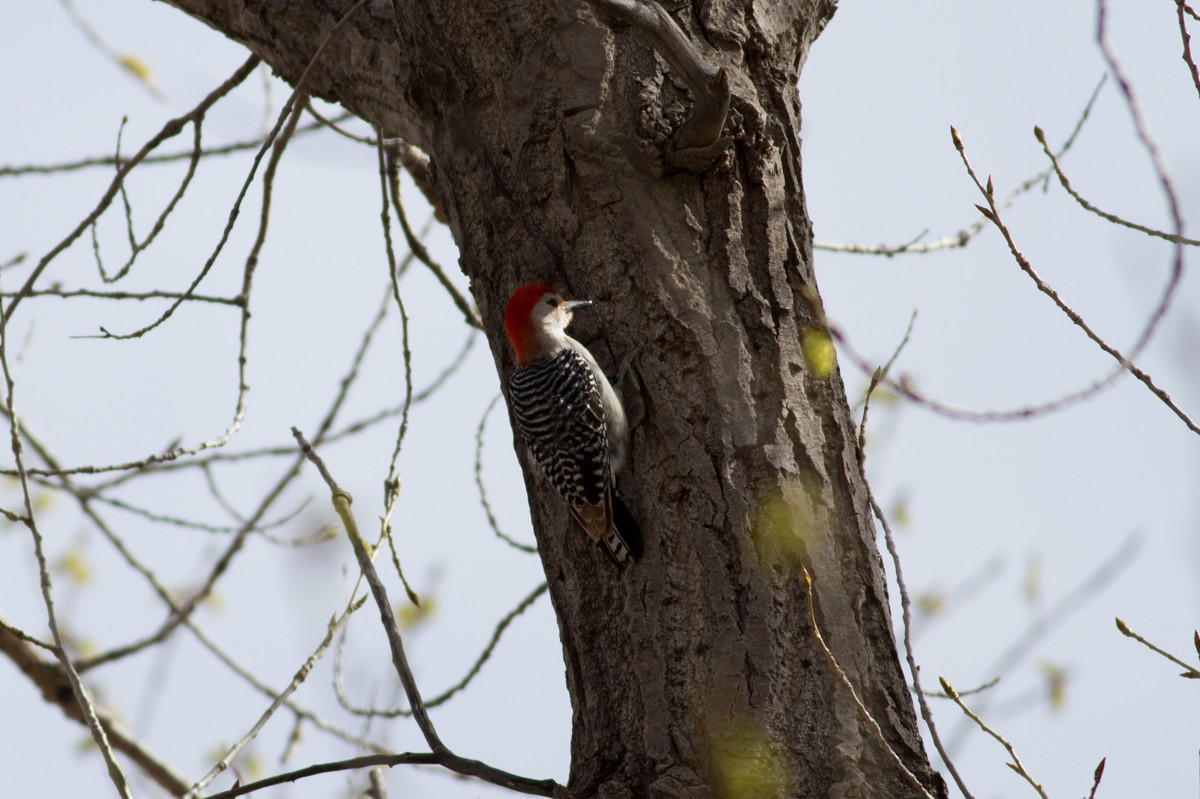 Red-bellied Woodpecker - ML125503471