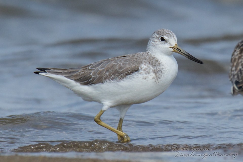 Nordmann's Greenshank - ML125504241