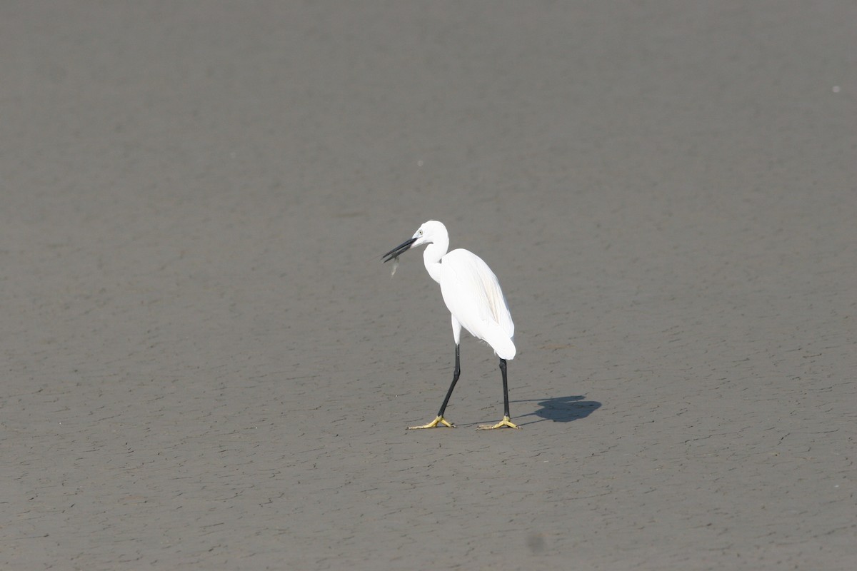 Aigrette garzette - ML125504281