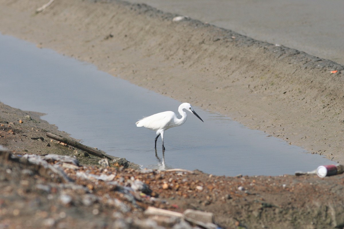 Aigrette garzette - ML125504301