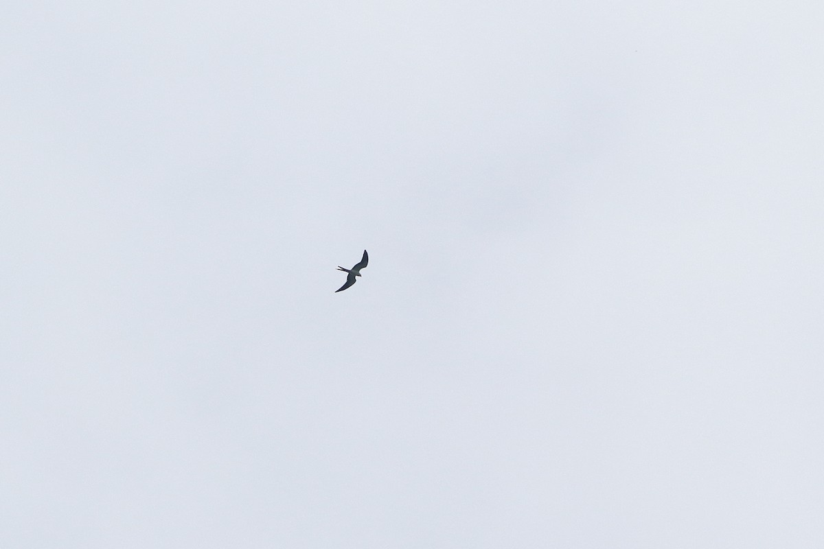 Swallow-tailed Kite - ML125511651