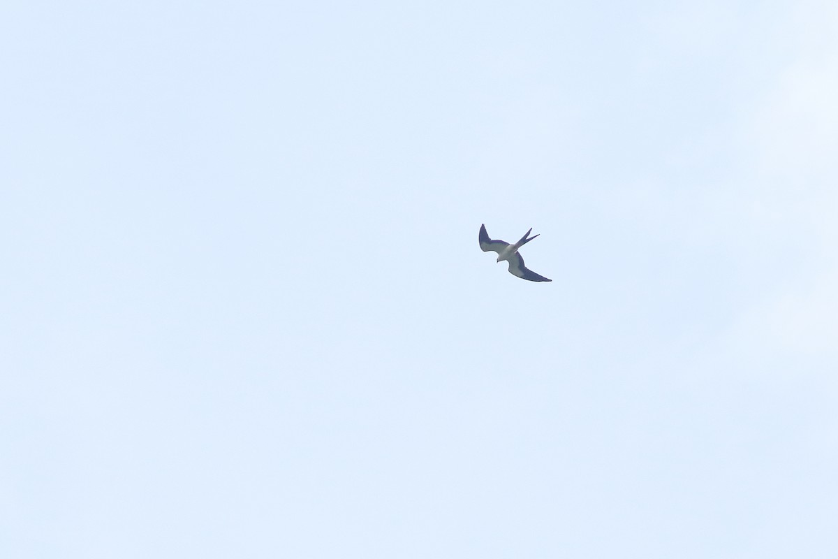 Swallow-tailed Kite - ML125513041