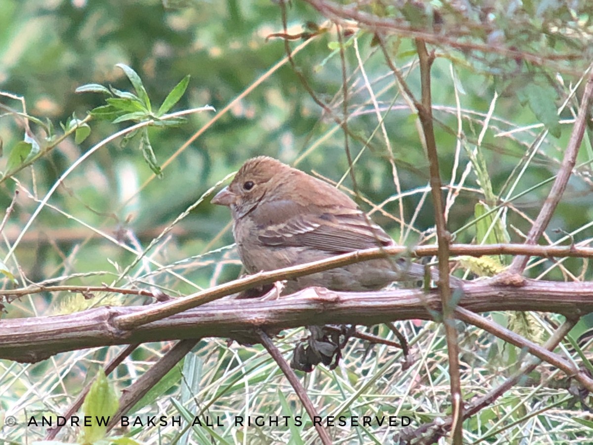 Indigo Bunting - ML125513381
