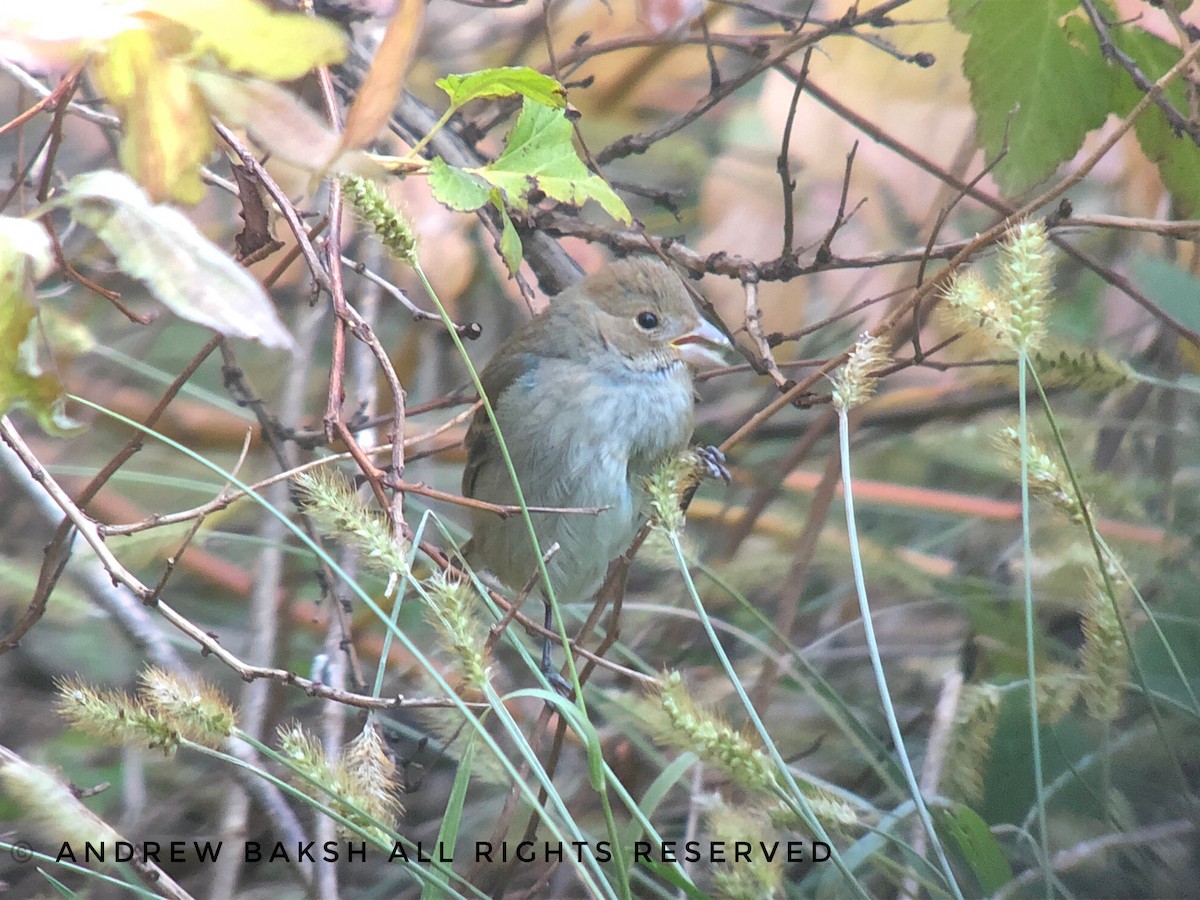 Indigo Bunting - ML125513401