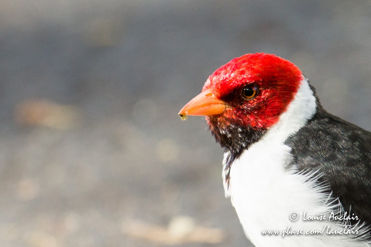 Yellow-billed Cardinal - Louise Auclair