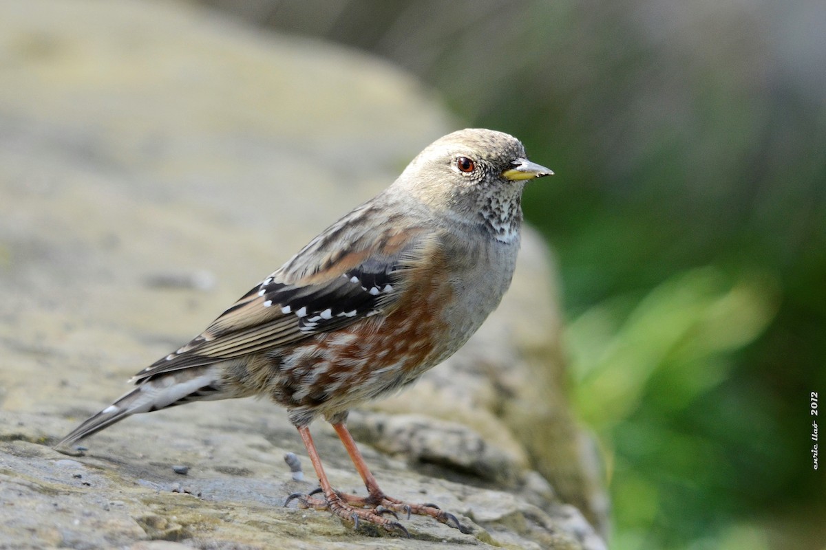 Alpine Accentor - ML125515041