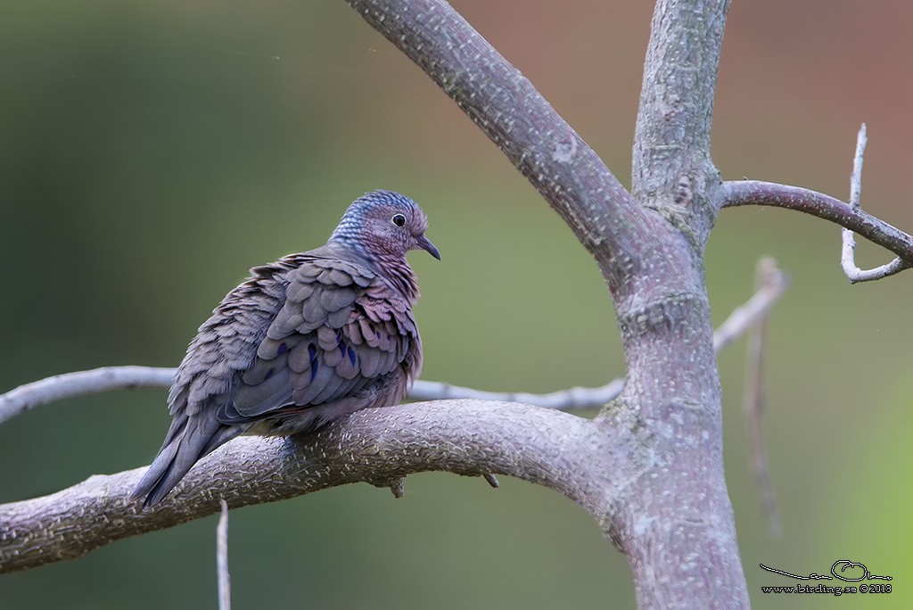 Common Ground Dove - ML125516571