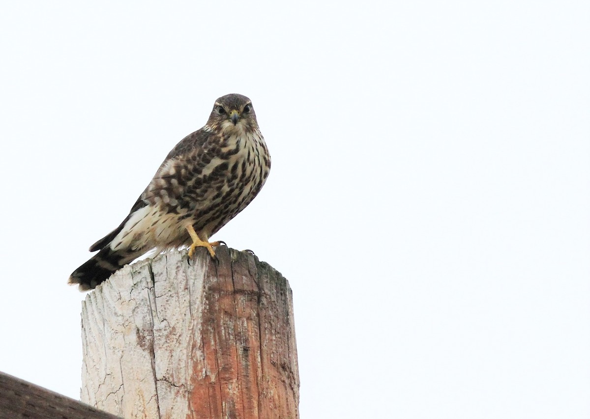 灰背隼(columbarius) - ML125517331