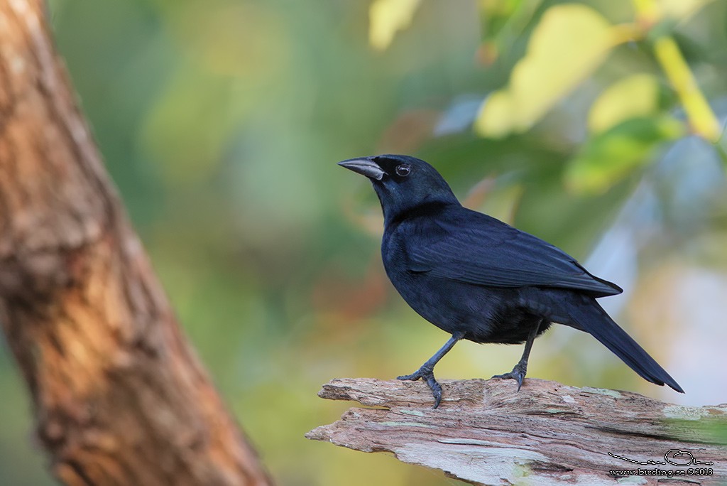 Cuban Blackbird - Lasse Olsson