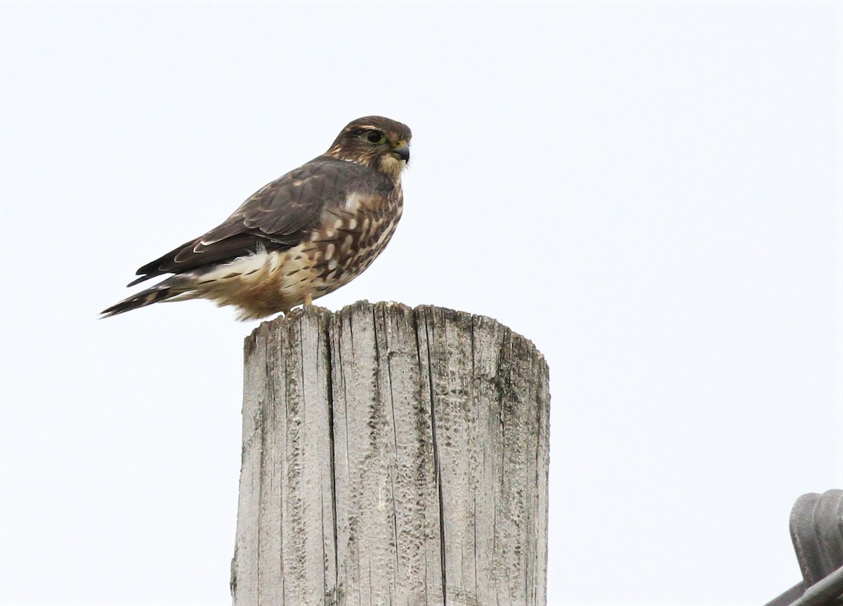 灰背隼(columbarius) - ML125517601