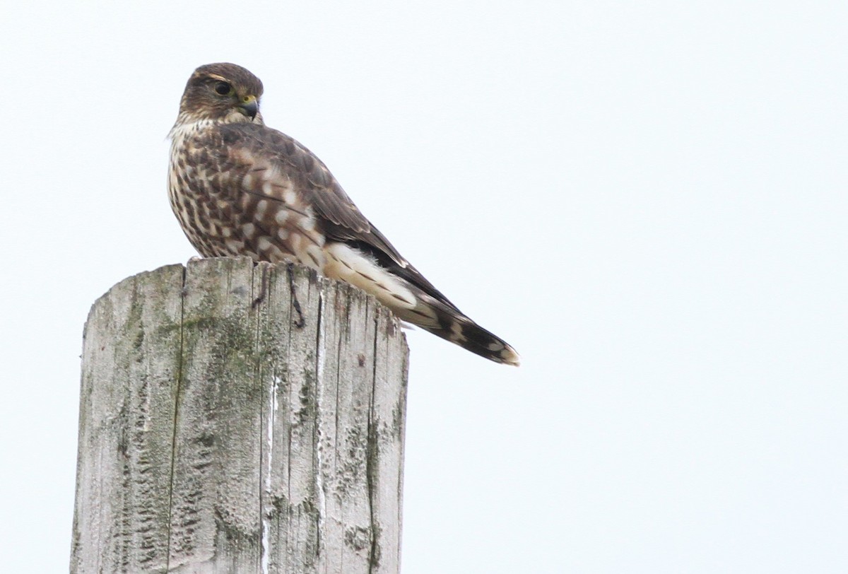 灰背隼(columbarius) - ML125517871